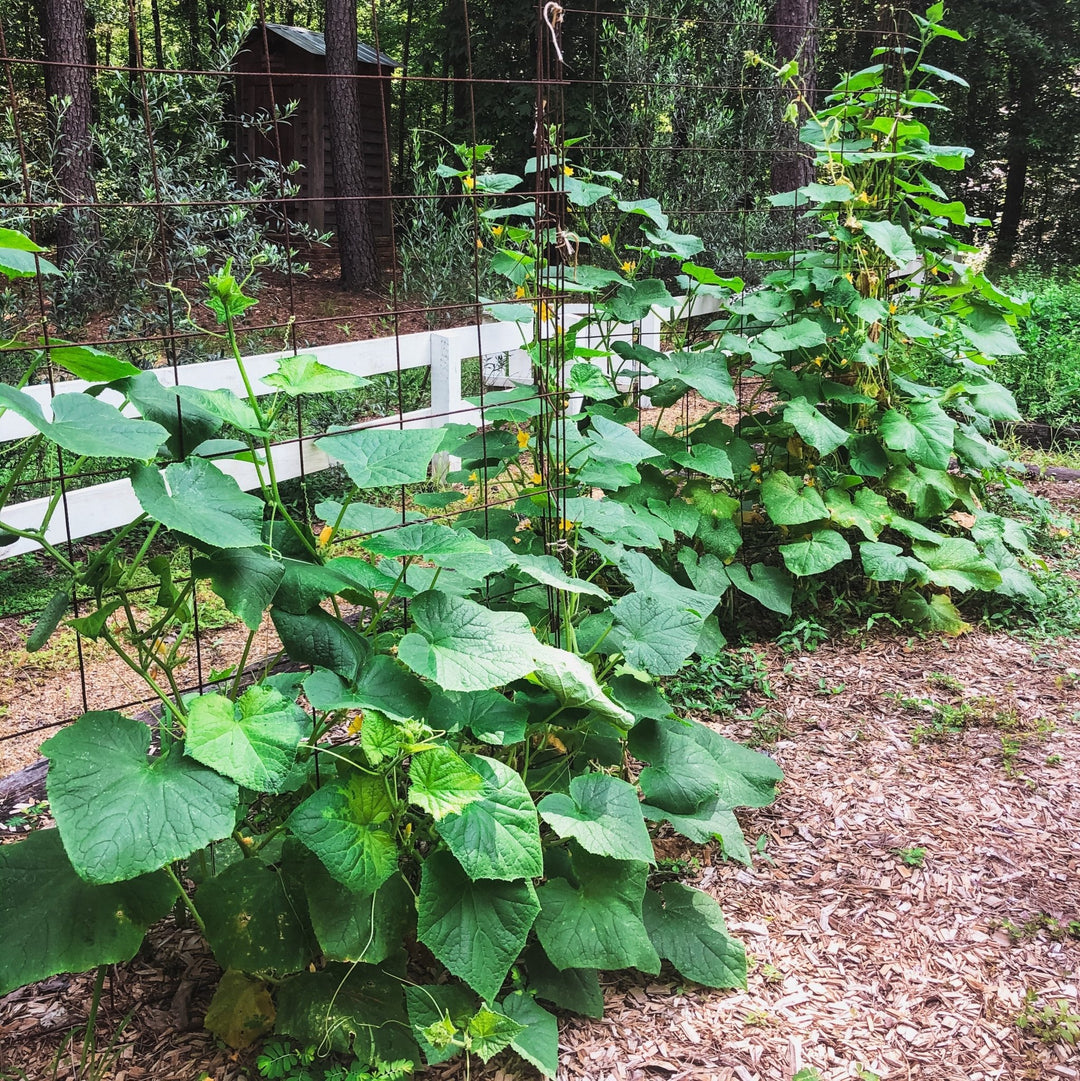 GUEST WRITER: Using a Garden Trellis to Grow Cucumbers - Western Chief